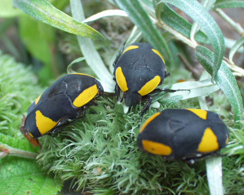 Pachoandi Insect Flower Beetles - Pachnoda - Pachnodella
