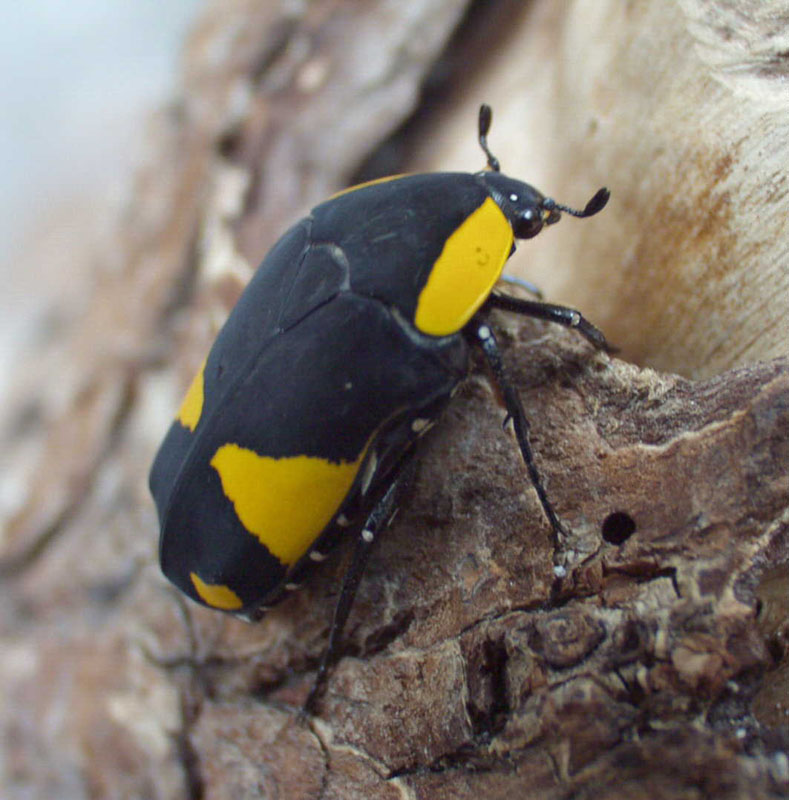 Pachoandi Insect Flower Beetles - Pachnoda - Pachnodella