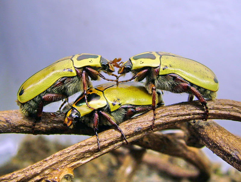 Pachoandi Insect Pachnoda Beetle