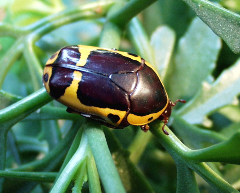 Pachoandi Insect Flower Beetles - Pachnoda - Pachnodella