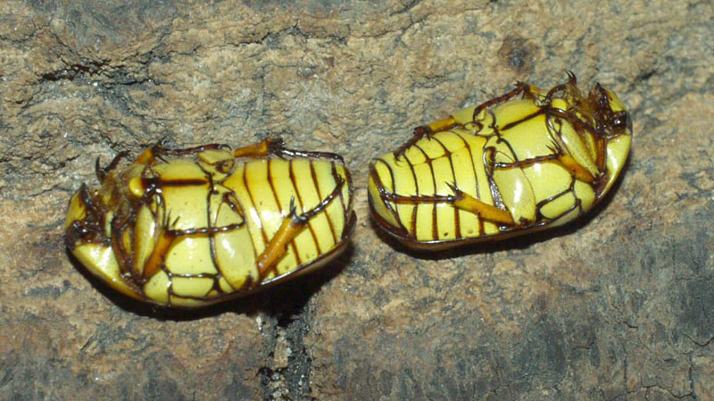 Pachoandi Insect Flower Beetles - Pachnoda - Pachnodella