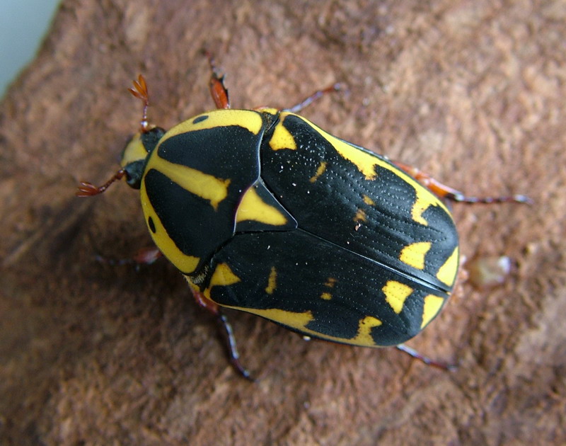 Pachoandi Insect Pachnoda Ephippiata
