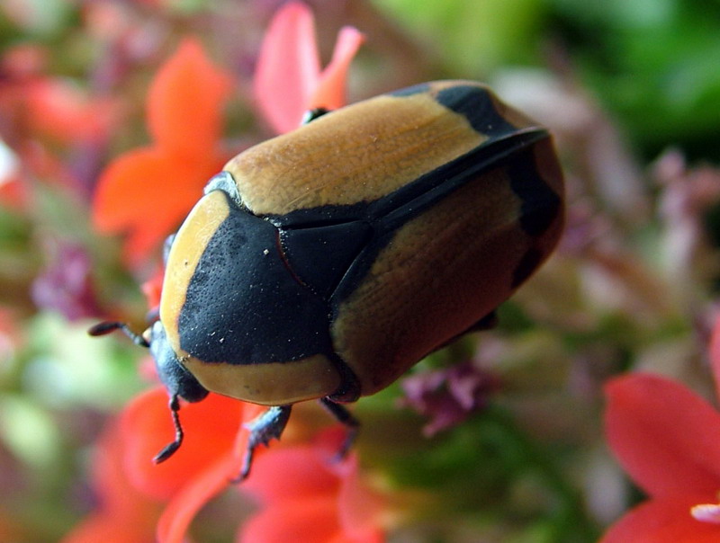 Pachoandi Insect Flower Beetles - Pachnoda - Pachnodella