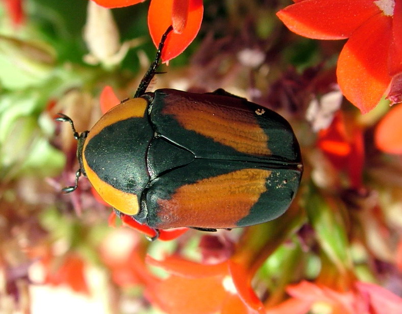 Pachoandi Insect Pachnoda