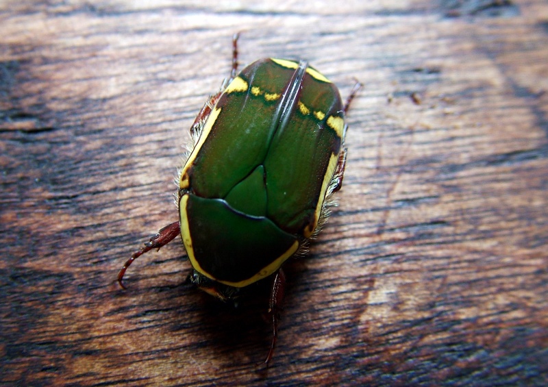 Pachoandi Insect Flower Beetles - Pachnoda - Pachnodella