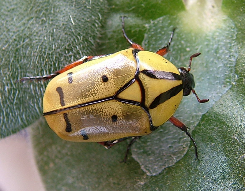 Pachoandi Insect Flower Beetles - Pachnoda - Pachnodella
