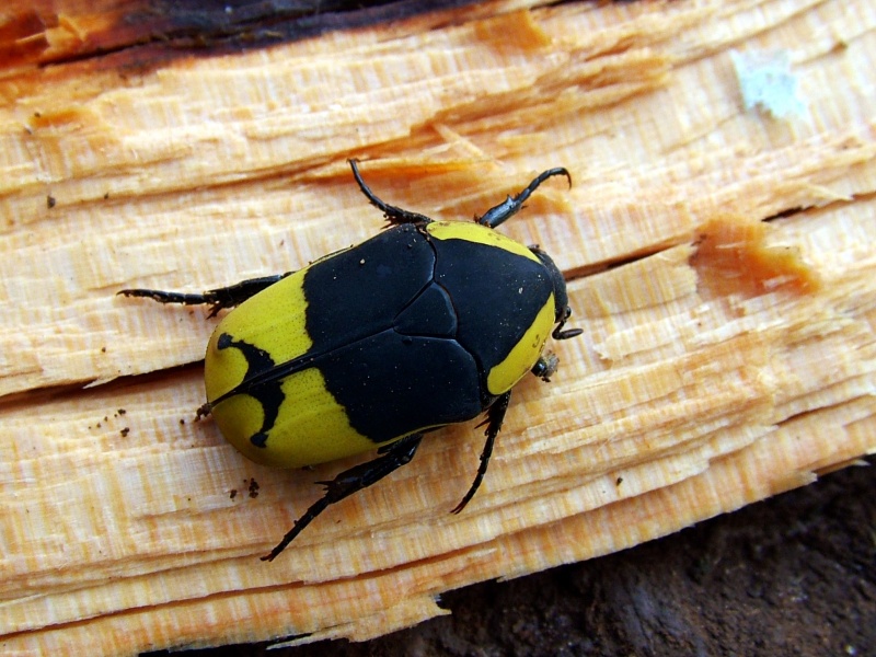 Pachoandi Insect Flower Beetles - Pachnoda - Pachnodella