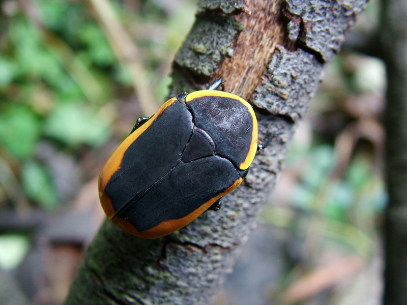 Pachoandi Insect Flower Beetles - Pachnoda - Pachnodella
