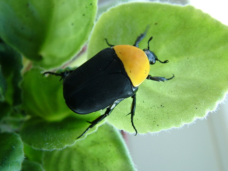 Pachoandi Insect Flower Beetles - Pachnoda - Pachnodella