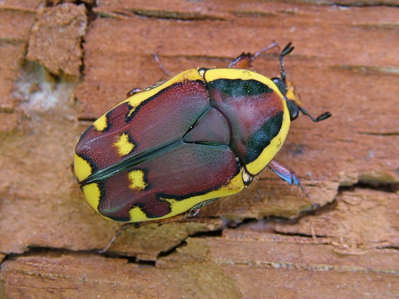 Pachoandi Insect Flower Beetles - Pachnoda - Pachnodella
