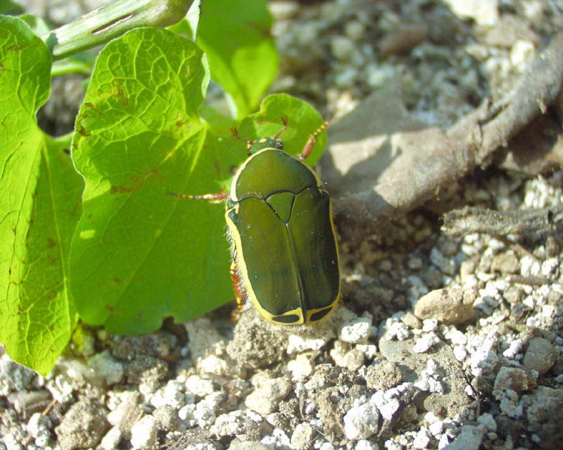 Pachoandi Insect Flower Beetles - Pachnoda - Pachnodella