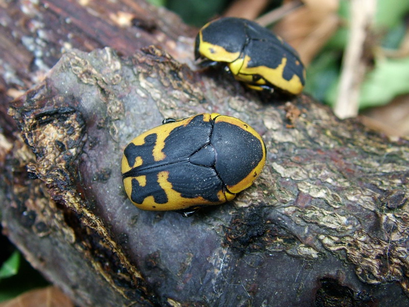 Pachoandi Insect Flower Beetles - Pachnoda - Pachnodella