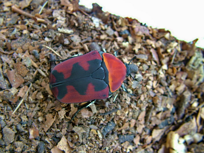 Pachoandi Insect Flower Beetles - Pachnoda - Pachnodella