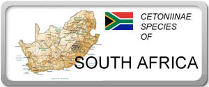 South Africa 